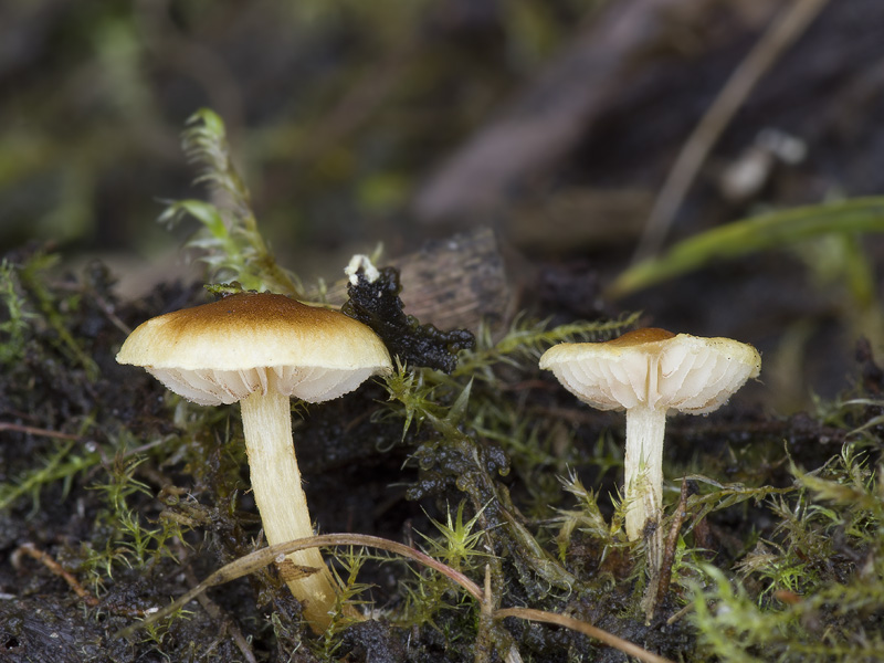 Pholiota conissans 